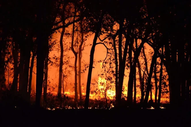 
					Benarkah Asap Kebakaran Hutan Bisa Tingkatkan Risiko Demensia? Ini Fakta Terbaru