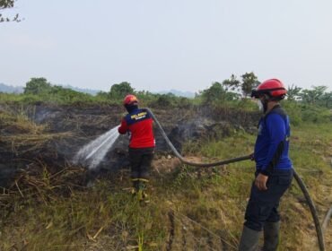 (Pandawa Borniat)
