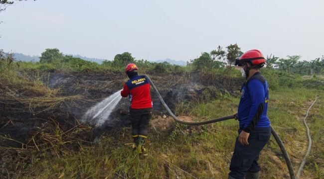 (Pandawa Borniat)